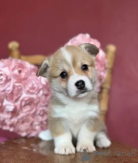 Дополнительные фото: Малыши вельш-корги