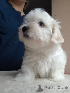 Дополнительные фото: Щенок мальтийской болонки, мальчик