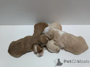 Фото №2 к объявлению №146295 о продаже гаванского бишона - купить в Сербии заводчик