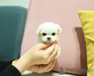 Фото №2 к объявлению №164003 о продаже мальтийскую болонку - купить в Финляндии частное объявление, из приюта