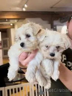 Фото №1. мальтийская болонка - купить в Вена за 64937₽. Объявление №163841