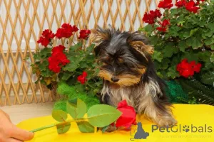 Фото №2 к объявлению №152173 о продаже йоркширского терьера - купить в Сербии 