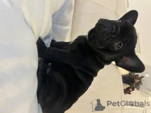 Дополнительные фото: Эксклюзив! Щенки французского бульдога.