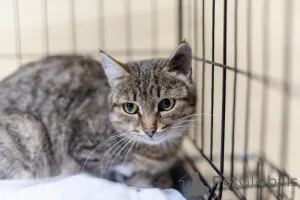 Фото №4. Продам  в Химках из приюта - цена Бесплатно