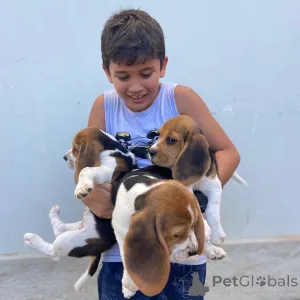 Фото №1. бигль - купить в Вспоминание за 67401₽. Объявление №161285