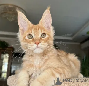 Фото №2 к объявлению №163724 о продаже мейн-кун - купить в Германии заводчик