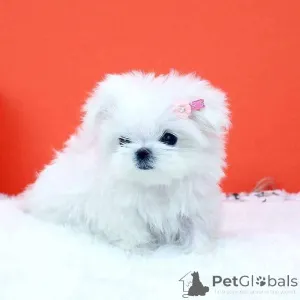 Фото №3. Этому малышу нужен дом.  Нидерланды