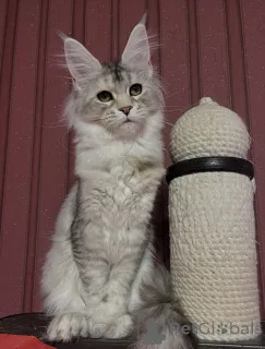 Фото №3. Куда бы ни пошел Тео, мир следует за любовью, завернутой в мех.. Италия