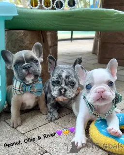 Фото №1. французский бульдог - купить в Пигс-Пик за договорная. Объявление №158235