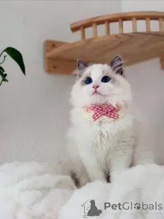 Фото №2 к объявлению №155565 о продаже рэгдолл - купить в Финляндии частное объявление