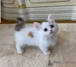 Фото №3. Шатоны Манчкин в продаже. Бельгия