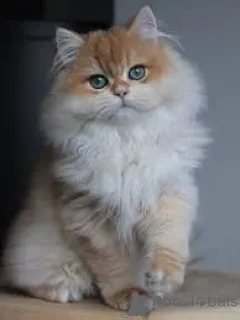 Фото №2 к объявлению №165521 о продаже британская длинношёрстная - купить в Франции частное объявление, заводчик