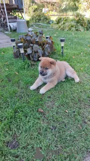 Фото №2 к объявлению №155347 о продаже сиба-ину - купить в России частное объявление