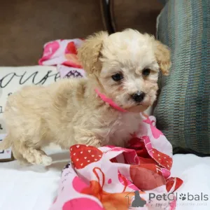 Фото №1. мальтипу - купить в Гамбург за 83490₽. Объявление №150169