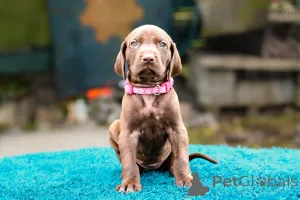 Дополнительные фото: Щенки высочайшего качества навыки охоты и характер.