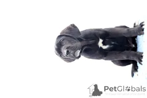 Фото №3. Катанута Дамиан.  Румыния