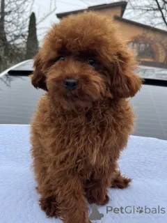 Дополнительные фото: Toy poodle 8 months/male