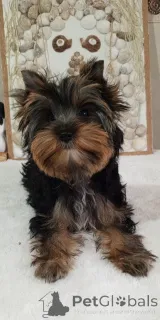 Фото №3. Йорка Бусинка.  Турция