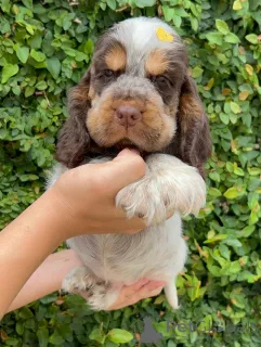 Фото №1. английский кокер-спаниель - купить в Далсбрук за договорная. Объявление №162902