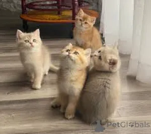 Фото №1. британская короткошёрстная - купить в Вспоминание за 46384₽. Объявление №166941