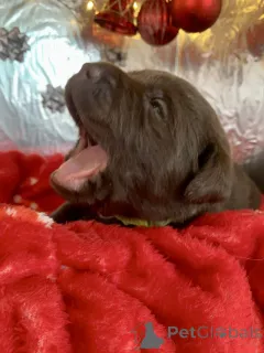 Дополнительные фото: Потрясающие 5-звездочные шоколадные лабрадоры