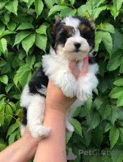 Фото №1. беспородная - купить в Dettenheim за договорная. Объявление №162796