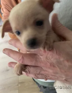 Фото №1. беспородная - купить в Bergen Op Zoom за договорная. Объявление №166930