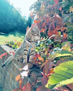 Фото №2 к объявлению №158220 о продаже европейская короткошерстная - купить в Германии заводчик