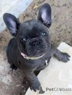 Фото №2 к объявлению №165410 о продаже французского бульдога - купить в Австрии частное объявление, заводчик