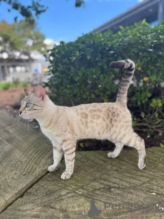 Фото №2 к объявлению №152946 о продаже бенгальская - купить в Финляндии частное объявление