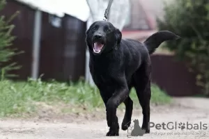 Фото №4. Продажа чихуахуа в Минске из питомника, заводчик - цена договорная