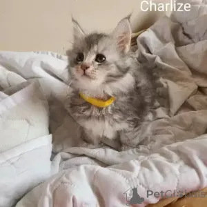 Фото №1. мейн-кун - купить в Affalterbach за 35251₽. Объявление №167247