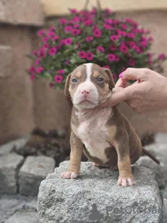 Дополнительные фото: Американский хулиган XL щенки для продажи