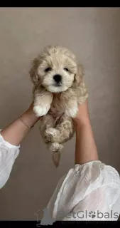 Фото №2 к объявлению №154869 о продаже мальтипу - купить в Германии заводчик