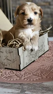 Дополнительные фото: Гаванский бизон