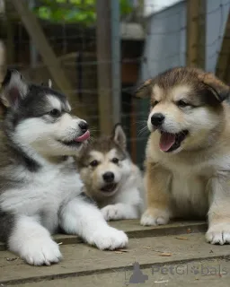 Фото №1. сибирский хаски - купить в Moskovskiy за 500₽. Объявление №155215