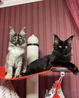 Фото №1. мейн-кун - купить в Лондонский Сити за договорная. Объявление №160673