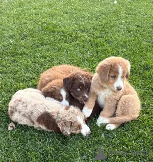 Фото №3. Standard Australian Shepherd-Welpen suchen ihre Familie.  Германия