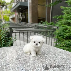 Дополнительные фото: 2 очаровательных щенка мальтийской болонки ищут любящий дом! Игривый, нежный и