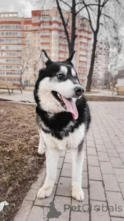 Фото №4. Продажа беспородную в Москва частное объявление - цена Бесплатно