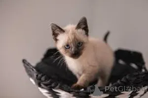 Фото №1. сиамская - купить в Хельсинки за 46384₽. Объявление №161264