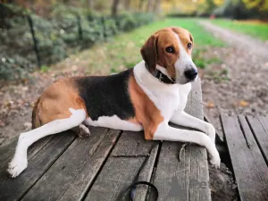 Дополнительные фото: Щеночки русской Гончей. Нам полтора месяца.