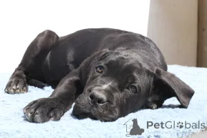 Дополнительные фото: Честер из SPQR Corso FCI Pedigree