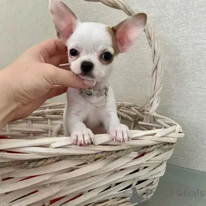 Фото №4. Продажа чихуахуа в Traxler заводчик - цена договорная