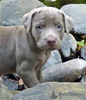 Фото №2 к объявлению №143460 о продаже лабрадор-ретривера - купить в Франции частное объявление