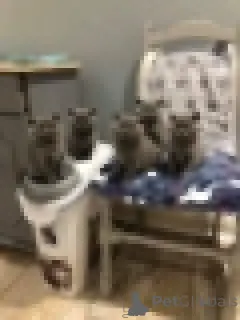 Фото №1. британская короткошёрстная - купить в Антверпен за Бесплатно. Объявление №154170