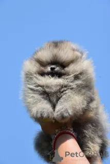 Фото №3. Померанские щенки бу.  Сербия