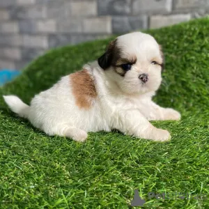 Фото №3. Smukke Shih Tzu-hvalpe søger kærlige hjem for altid.  Дания