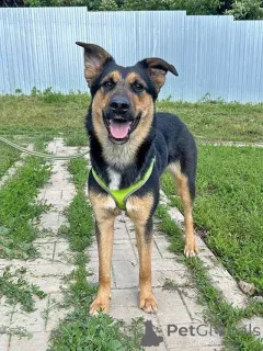 Дополнительные фото: Чудесная ласковая молодая собачка Клепа ищет дом