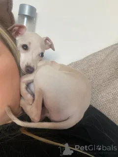 Фото №2 к объявлению №154046 о продаже левретку - купить в Германии частное объявление